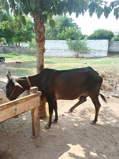 Cow With Wachi for Sale