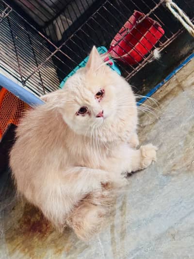 Persian Male Cat For sale price  5k