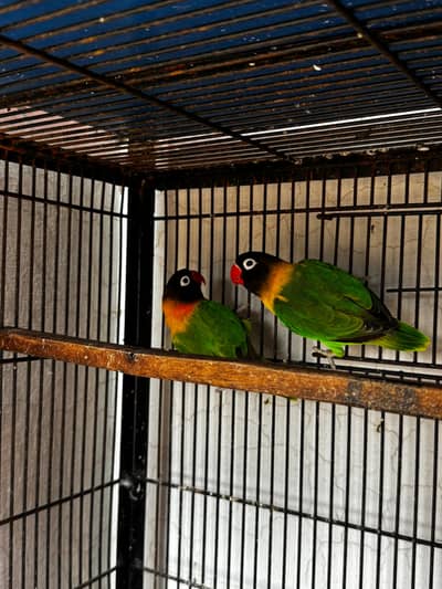 Quality lovebirds