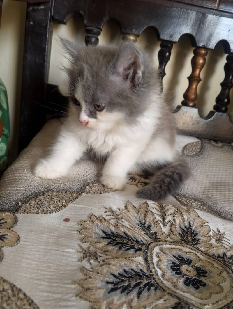 Persian kitten 1