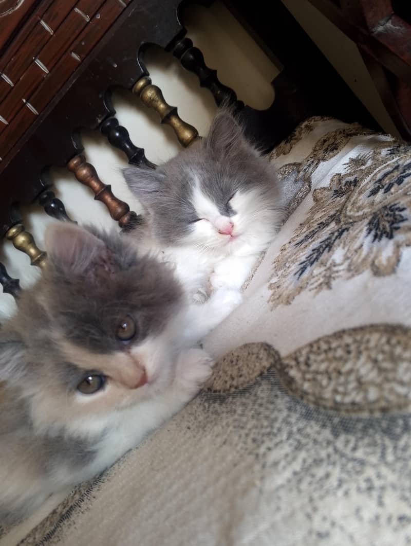 Persian kitten 2