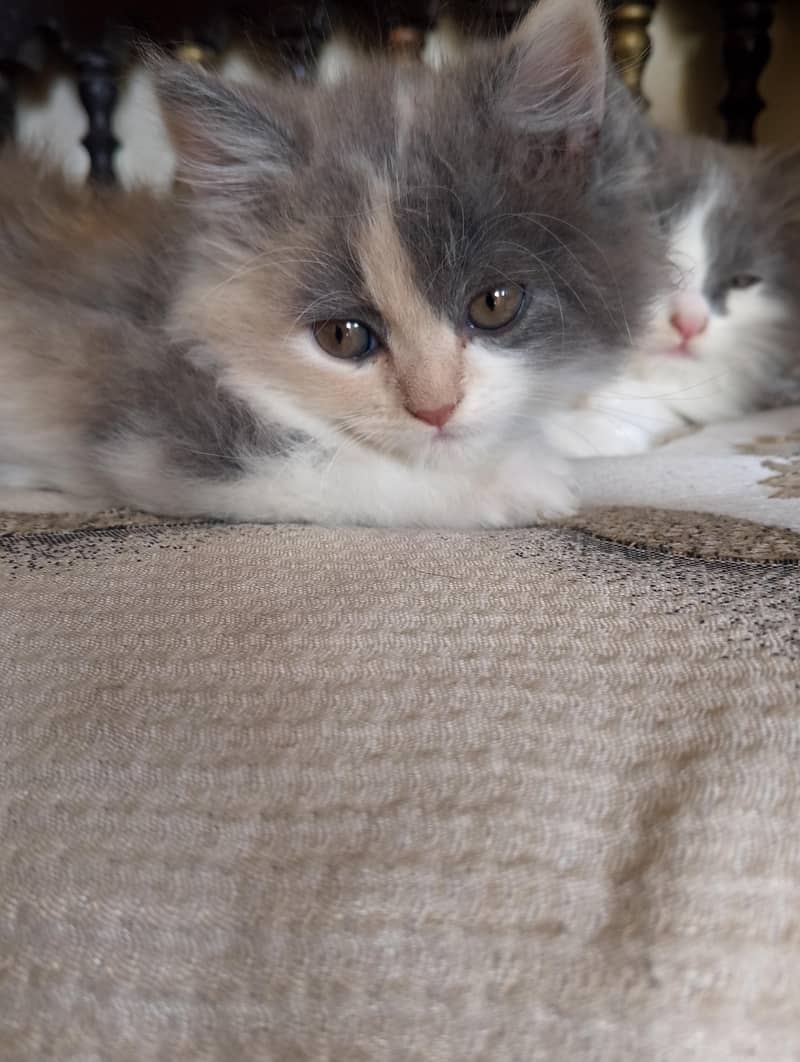 Persian kitten 3