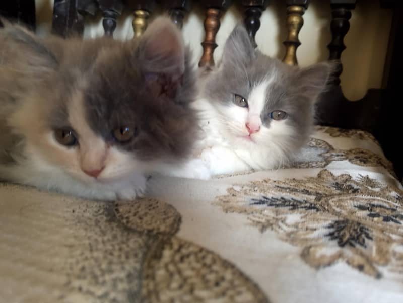 Persian kitten 4