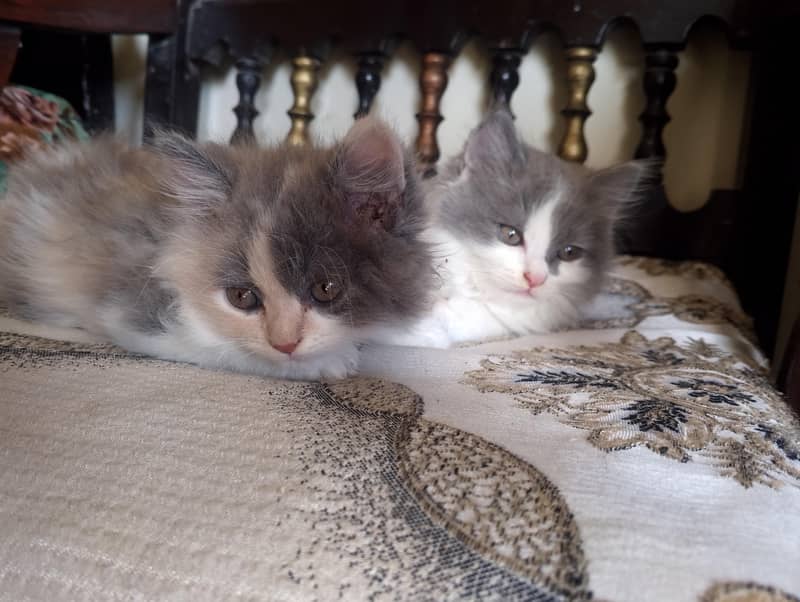 Persian kitten 5