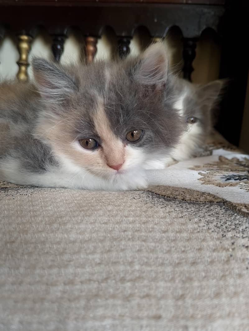 Persian kitten 6