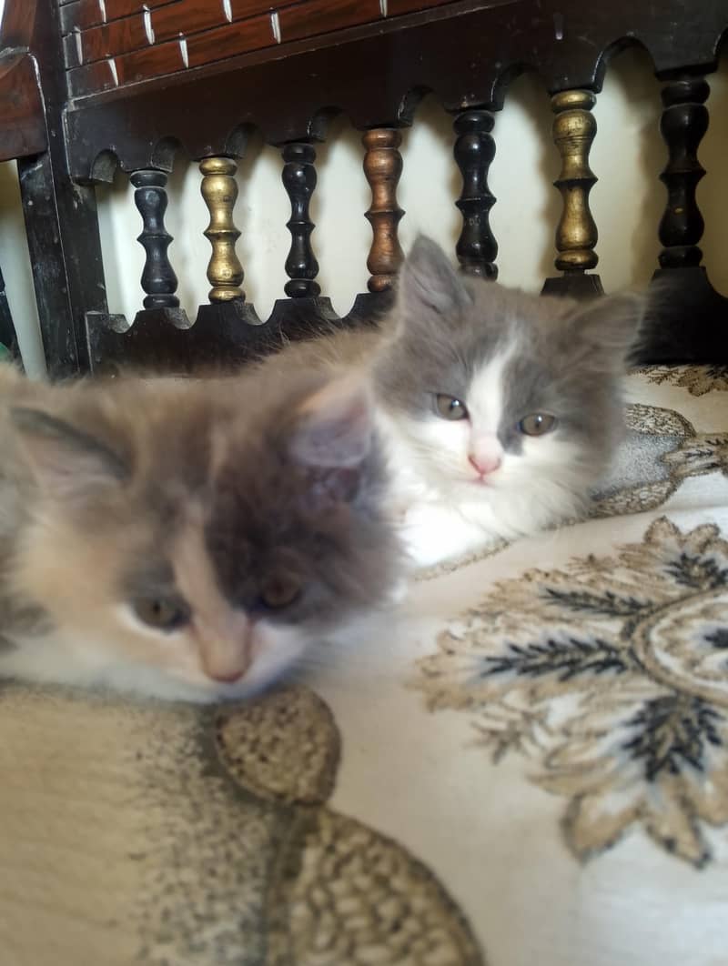 Persian kitten 7