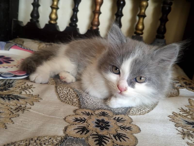 Persian kitten 8