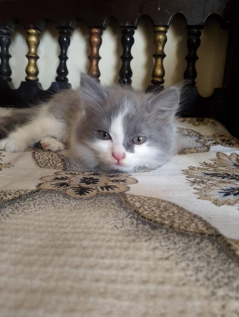 Persian kitten 9