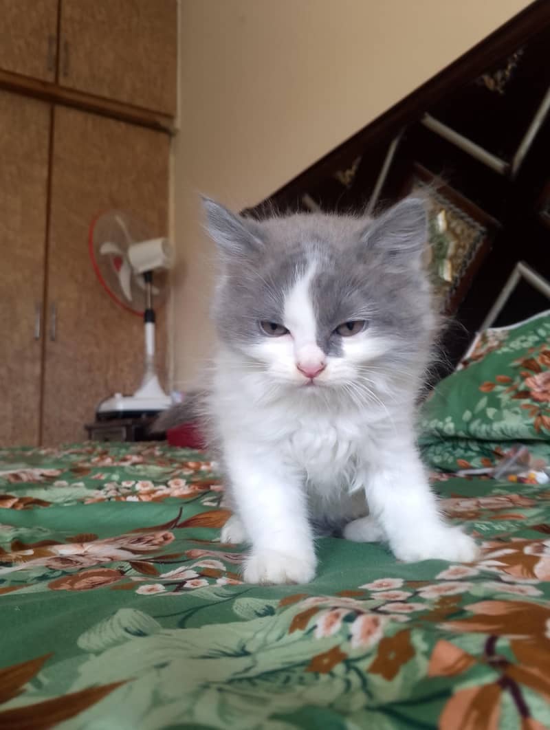 Persian kitten 10