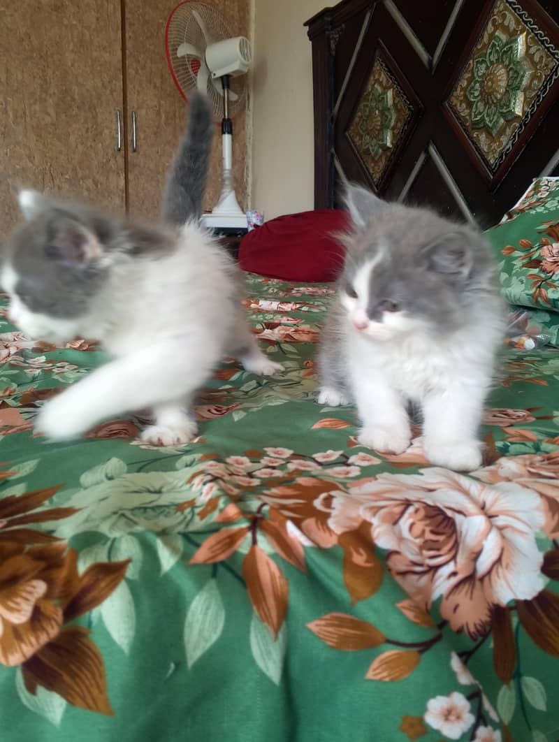 Persian kitten 11