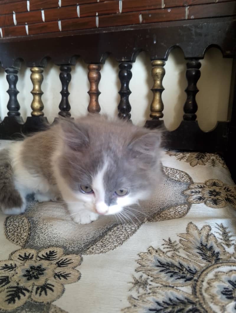 Persian kitten 12