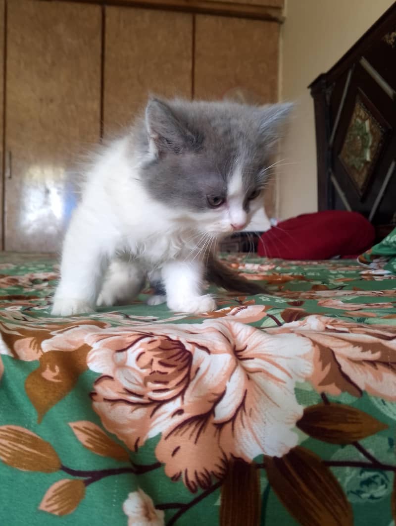 Persian kitten 13