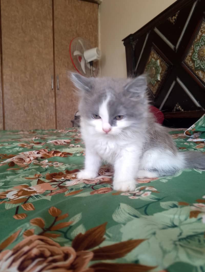 Persian kitten 14
