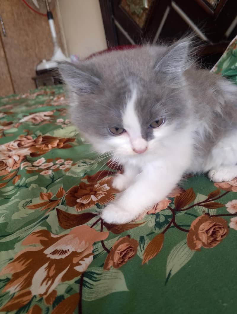 Persian kitten 15