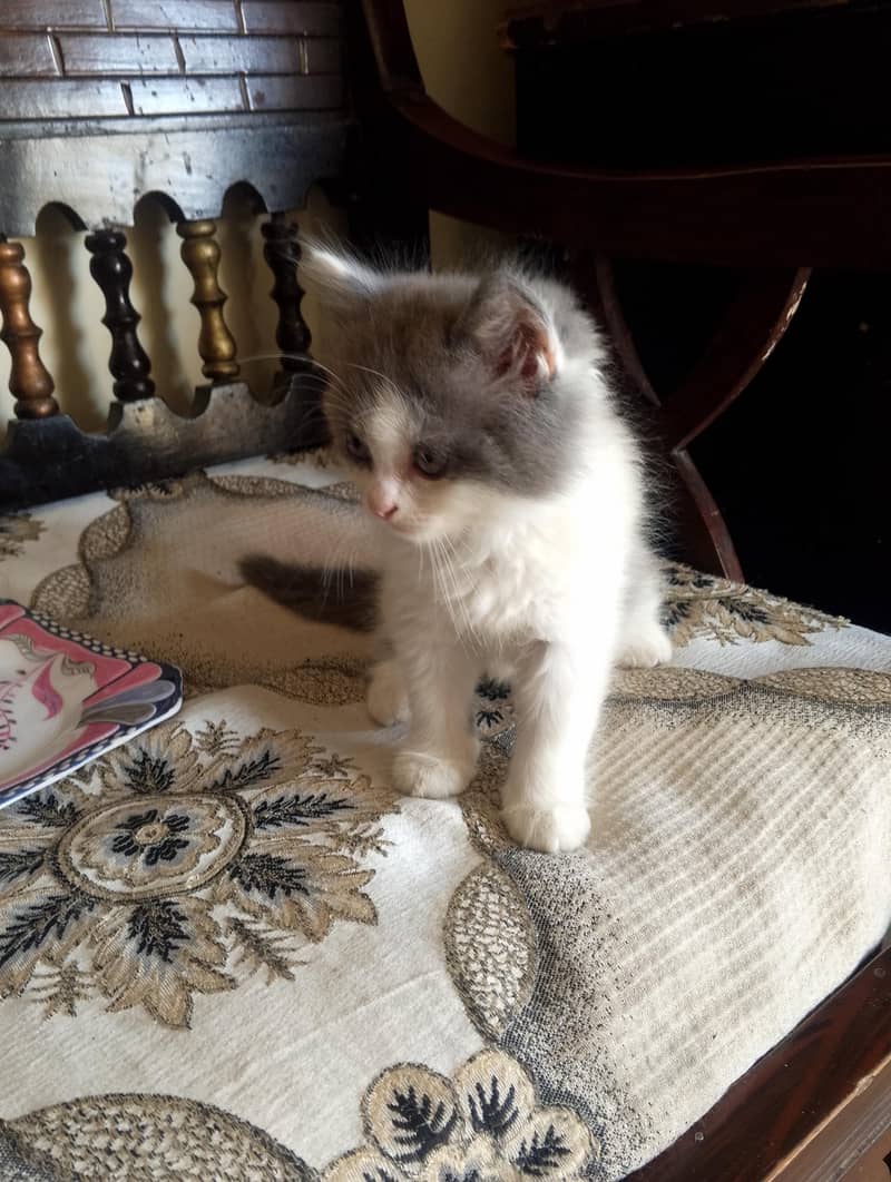 Persian kitten 17