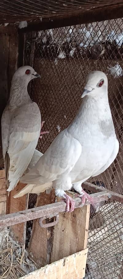 Siah khal And kachpary breeder pairs