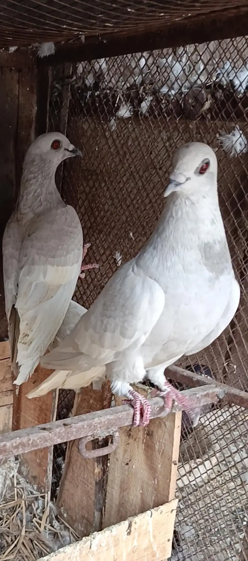 Siah khal And kachpary breeder pairs