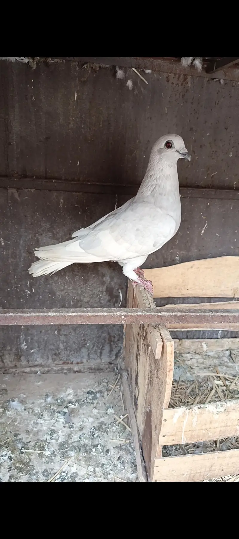 Siah khal And kachpary breeder pairs — photo 2
