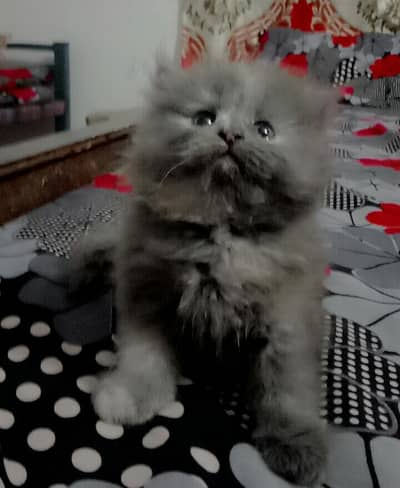pure pershion kittens long coat semi punch face