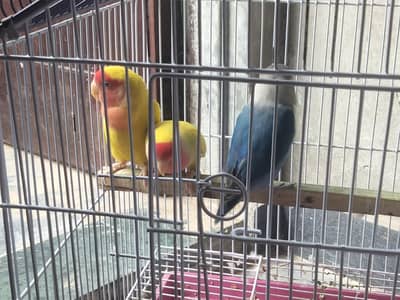 love birds
