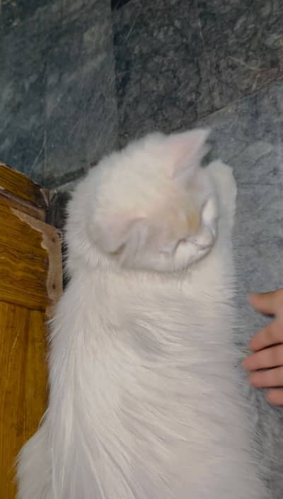 Persion Female 03131729429