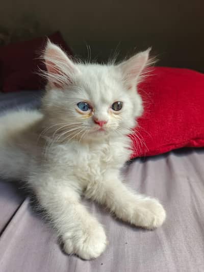 Kitten 