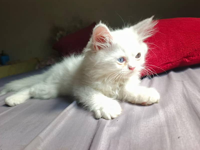 Kitten  1