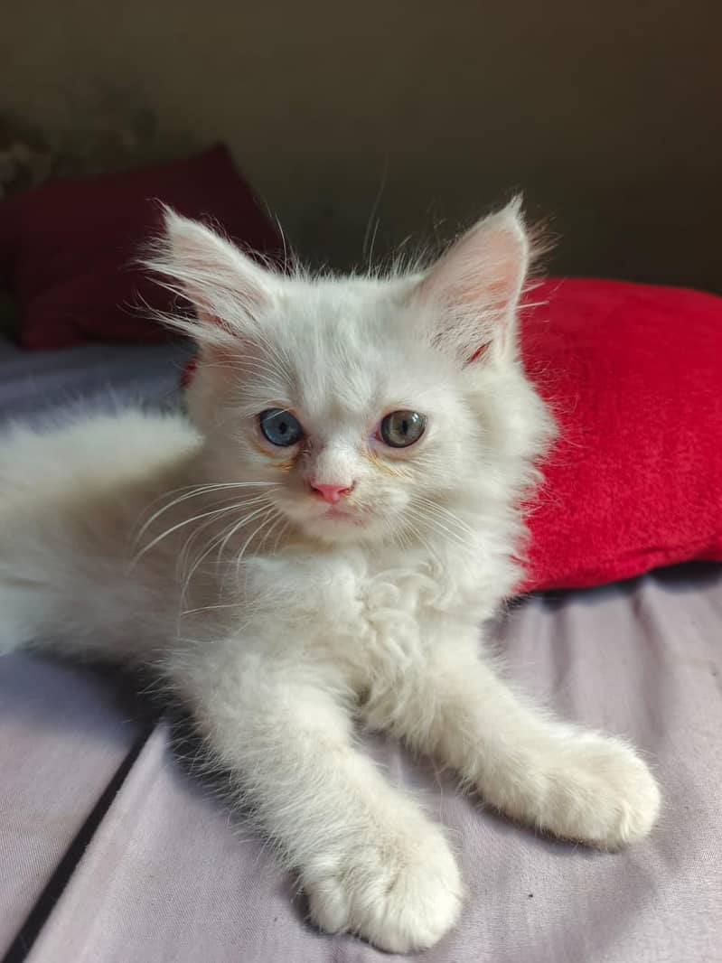 Kitten  2