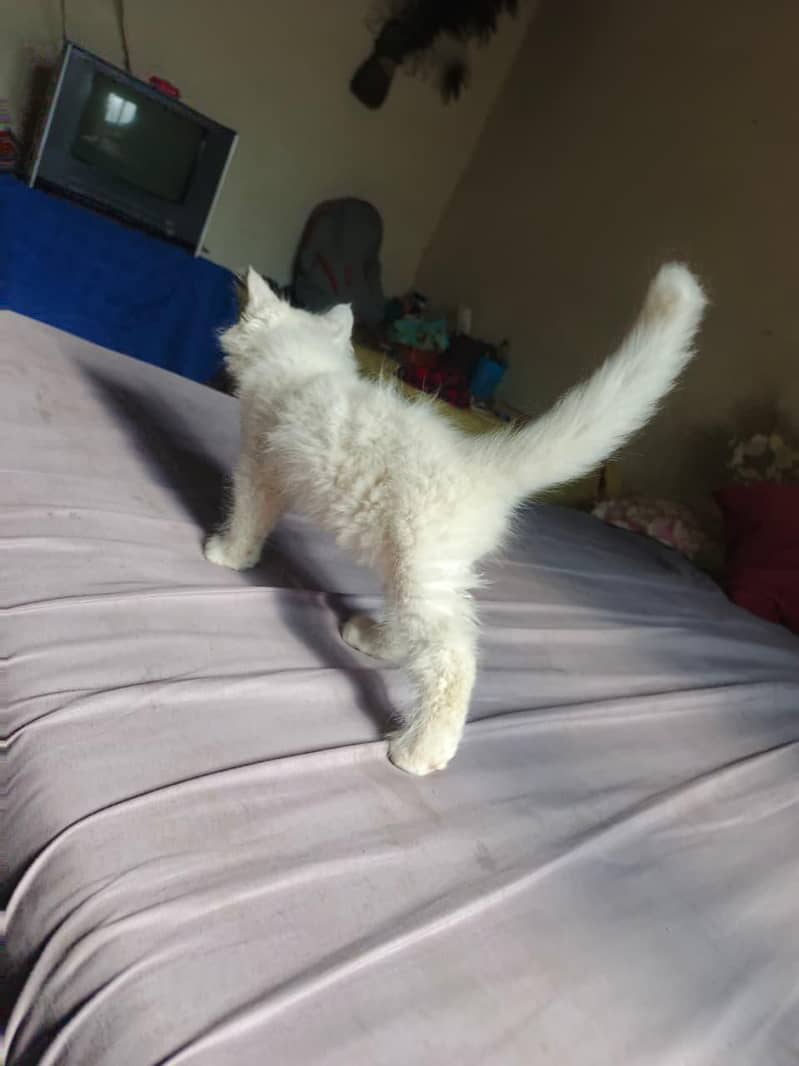 Kitten  3