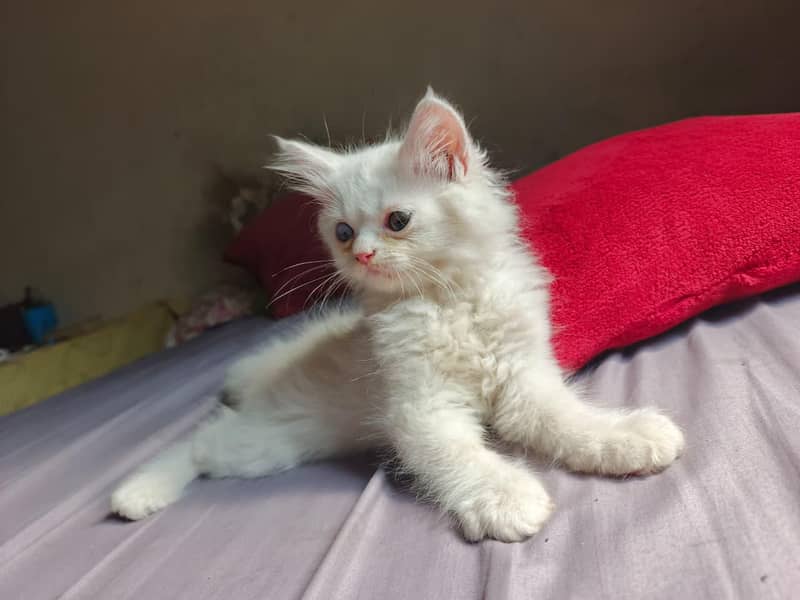 Kitten  4