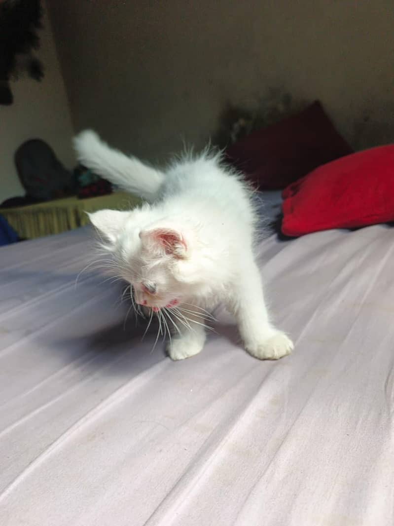 Kitten  5