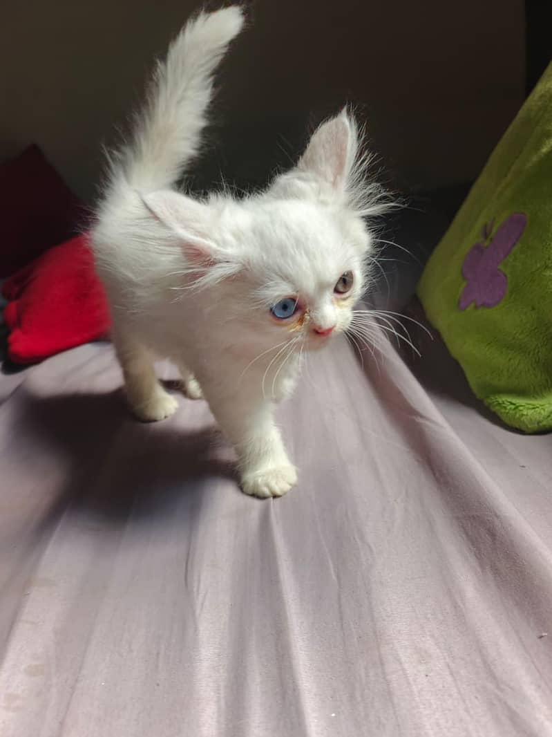Kitten  6