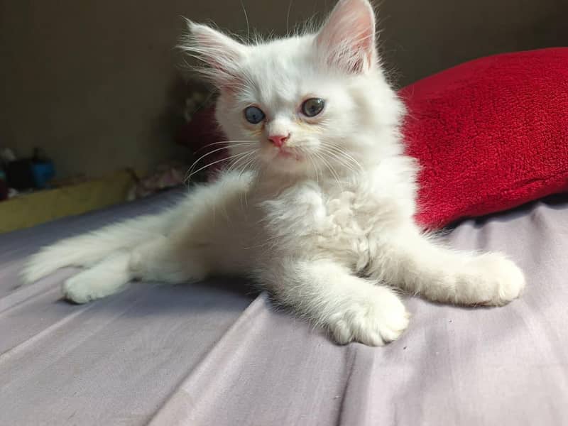Kitten  7