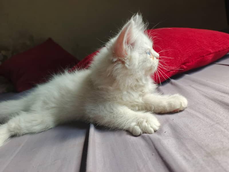 Kitten  8