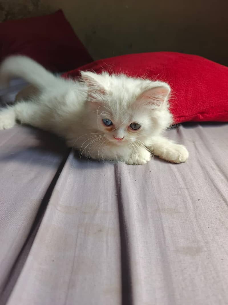 Kitten  9