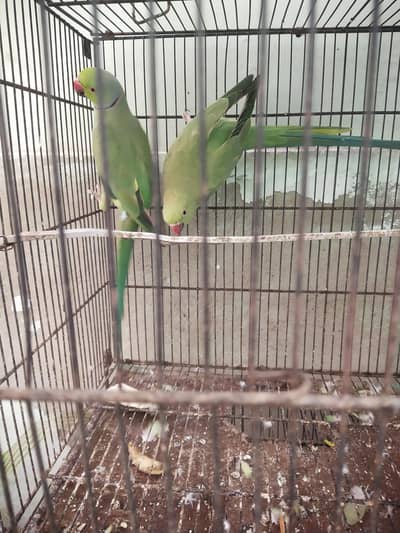 Breeder pair for sale
