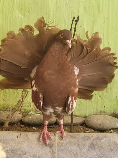 American Fan Tail 100% Breeders