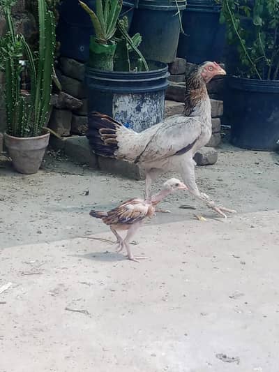 very beautiful aseel hens home breed for sale