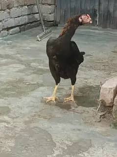 shamo aseel murgi