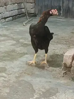 shamo aseel murgi