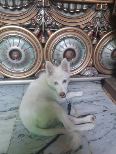 Russian dog different different  eyes  reasonable price