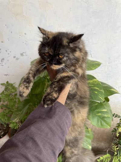 Pure Persian Kitten