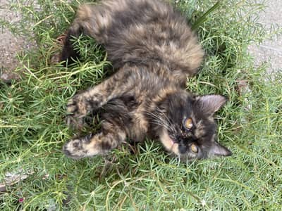 Pure Persian Kitten