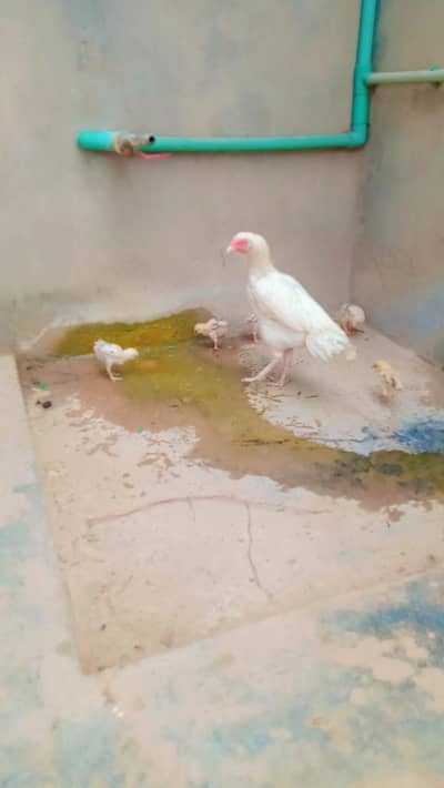 Heera white murgi with 6 chicks