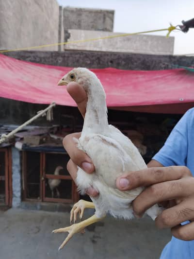 Aseel hens for sale - Beautiful and Healthy