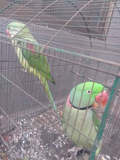 pair| raw parrot| 50,000 ruppe | healthy |