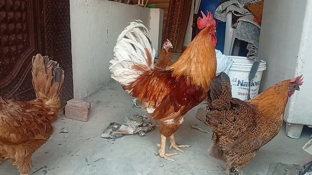 lohmnn brown pure male | breeder | ghar ka pala hua