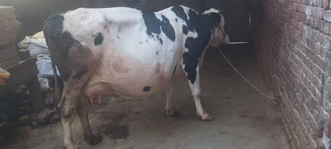 frision cross healthy cow 03006109886