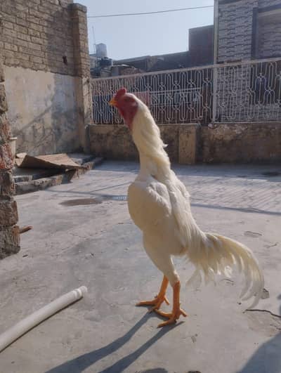 White German o Shamo chicks available 3 month age