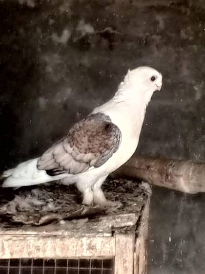 pigeon